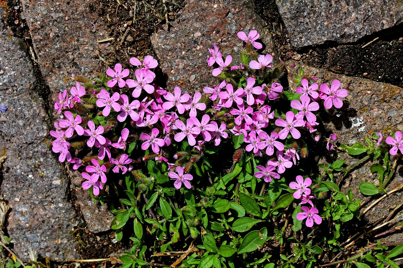 saponaria rosa (Saponaria ocymoides) Aufnahme von einer Pflanze. Die Pflanze ist Polsterseifenkraut.