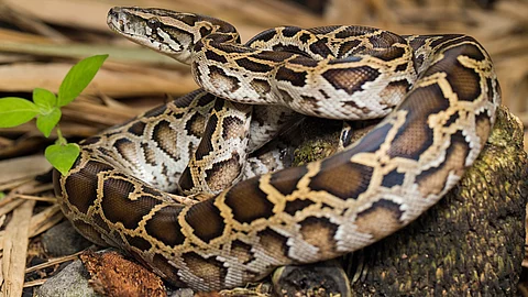 Python im Terrarium
