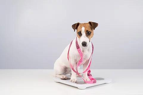 Ein Hund ist mit einem Maßband umwickelt und sitzt auf einer Waage.