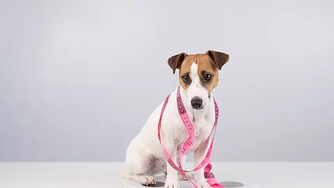Ein Hund ist mit einem Maßband umwickelt und sitzt auf einer Waage.