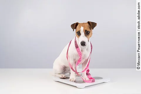 Ein Hund ist mit einem Maßband umwickelt und sitzt auf einer Waage.