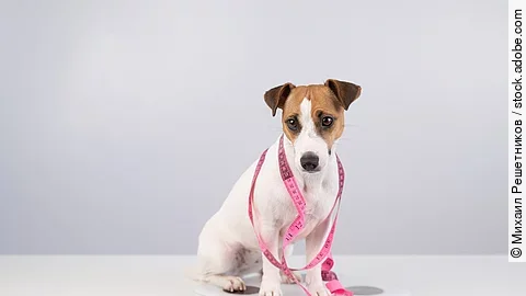 Ein Hund ist mit einem Maßband umwickelt und sitzt auf einer Waage.