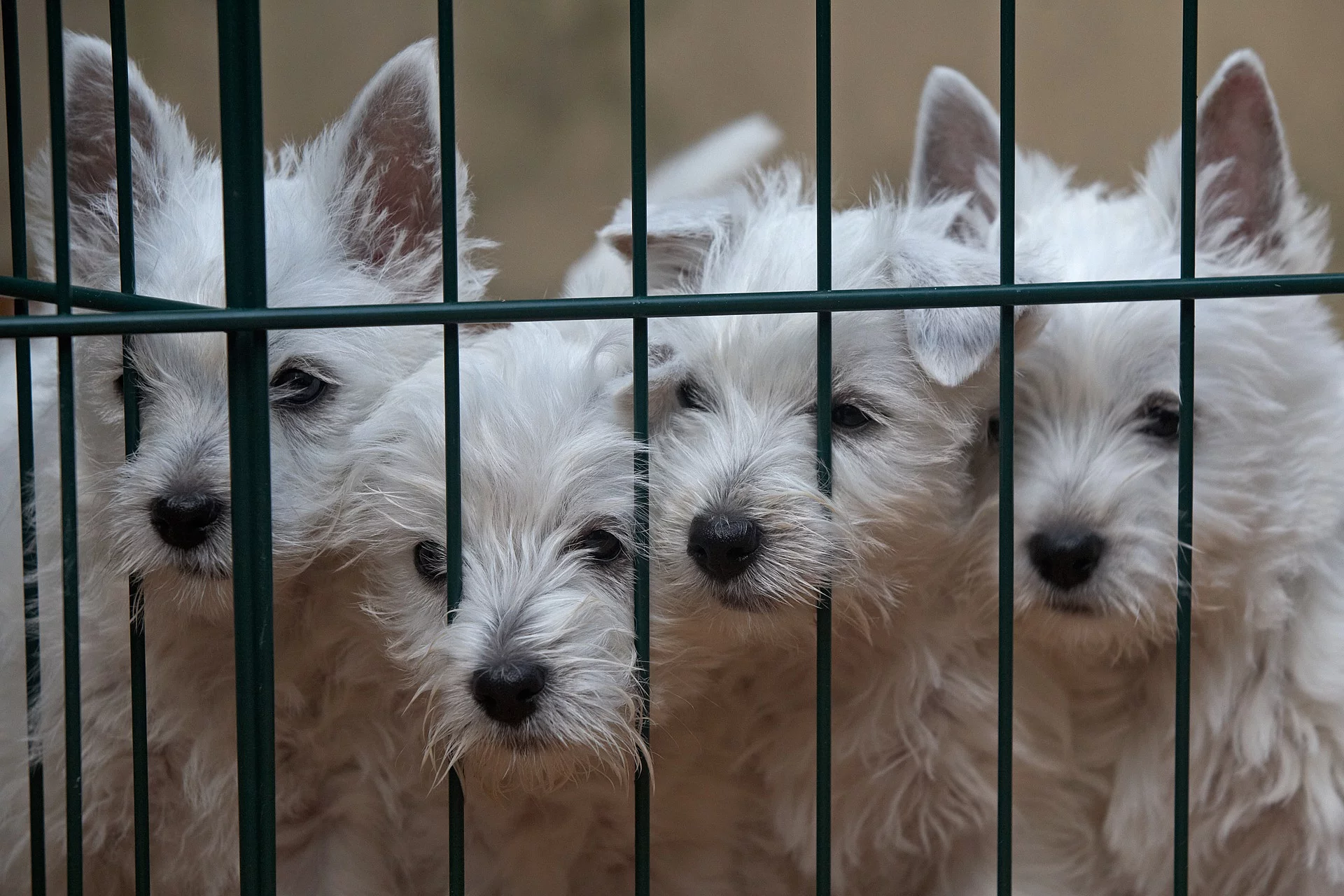 Vier kleine Hunde mit weißem Fell sitzen hinter einem schwarzen Gitter von einer Hundebox. Die Hunde drücken ihre Köpfe an das Gitter und schauen interessiert.