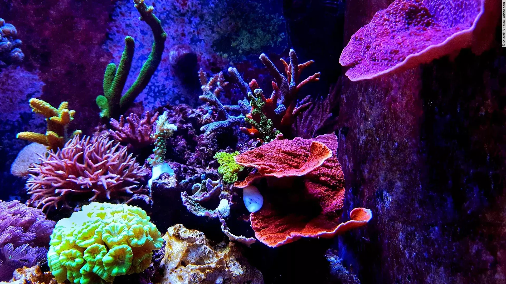 Eine leuchtende Unterwasserwelt mit bunten Korallen in einem Salzwasseraquarium.