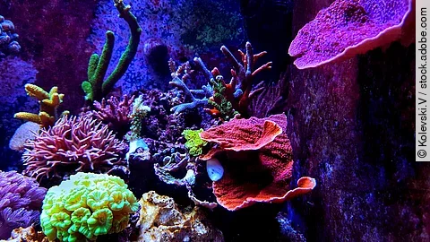 Eine leuchtende Unterwasserwelt mit bunten Korallen in einem Salzwasseraquarium.