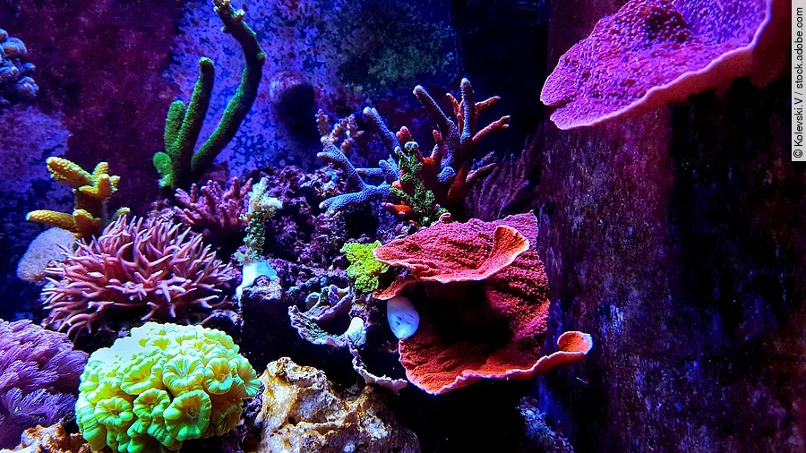Eine leuchtende Unterwasserwelt mit bunten Korallen in einem Salzwasseraquarium.