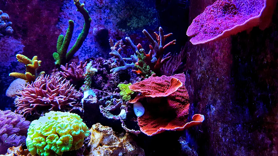 Eine leuchtende Unterwasserwelt mit bunten Korallen in einem Salzwasseraquarium.