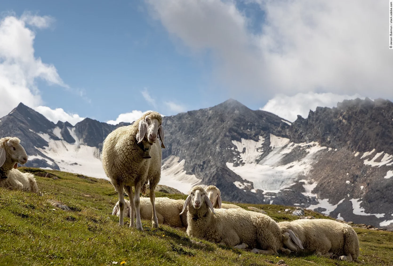 Eine kleine Herde Schafe ist in den Bergen auf einer Wiese. Die Schafe haben eine helle Wolle und herunterhängende Ohren. 5 Tiere liegen und 1 Tier steht.