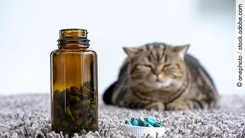 Kranke Katze mit Schmerzmittel