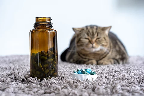 Kranke Katze mit Schmerzmittel
