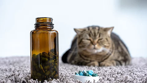 Kranke Katze mit Schmerzmittel