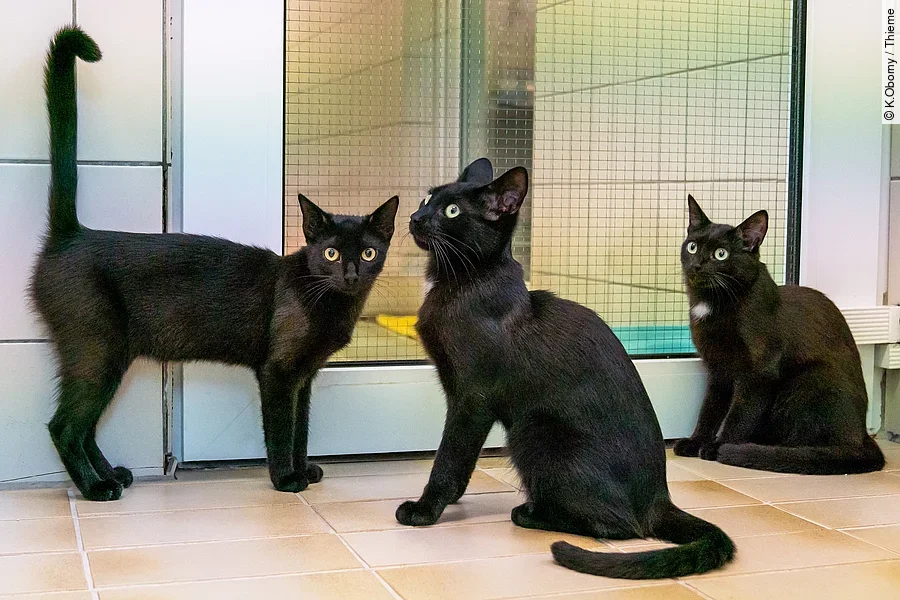 Drei schwarze Katzen sind in einem Tierheim. Zwei Katzen sitzen und eine steht. Alle schauen aufmerksam und mit gespitzten Ohren. Bei den Katzen handelt es sich um Europäische Kurzhaar Katzen. 