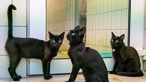 Drei schwarze Katzen sind in einem Tierheim. Zwei Katzen sitzen und eine steht. Alle schauen aufmerksam und mit gespitzten Ohren. Bei den Katzen handelt es sich um Europäische Kurzhaar Katzen. 