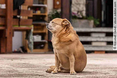 portrait of a cute chihuaha mongrel