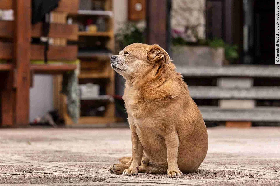 portrait of a cute chihuaha mongrel