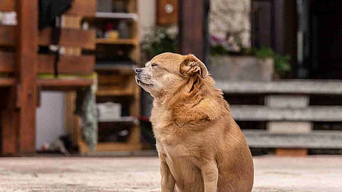 portrait of a cute chihuaha mongrel