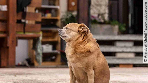 portrait of a cute chihuaha mongrel