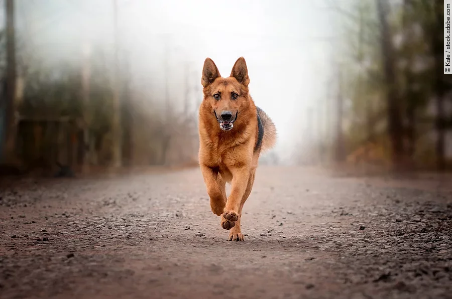 german shepherd dog beautiful portrait magic light walk with dog Ein Deutscher Schäferhund rennt auf einem Waldweg. Er hat braunes Fell und galoppiert frontal auf die Kamera zu.