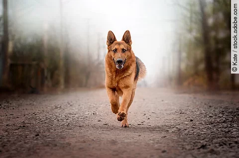 Ein Deutscher Schäferhund rennt auf einem Waldweg. Er hat braunes Fell und galoppiert frontal auf die Kamera zu.