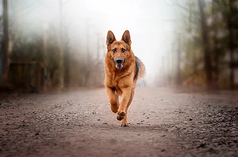 Ein Deutscher Schäferhund rennt auf einem Waldweg. Er hat braunes Fell und galoppiert frontal auf die Kamera zu.