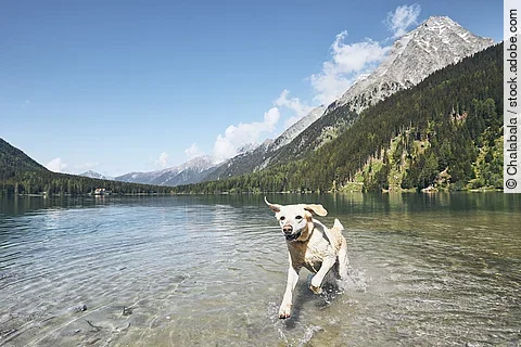 Ein blonder Labrador Retriever springt fröhlich durch einen See in den italienischen Alpen. Im Hintergrund sind die Berge zu sehen.