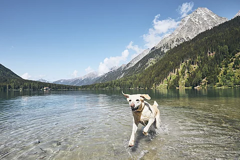Ein blonder Labrador Retriever springt fröhlich durch einen See in den italienischen Alpen. Im Hintergrund sind die Berge zu sehen.