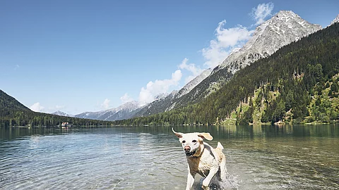 Ein blonder Labrador Retriever springt fröhlich durch einen See in den italienischen Alpen. Im Hintergrund sind die Berge zu sehen.