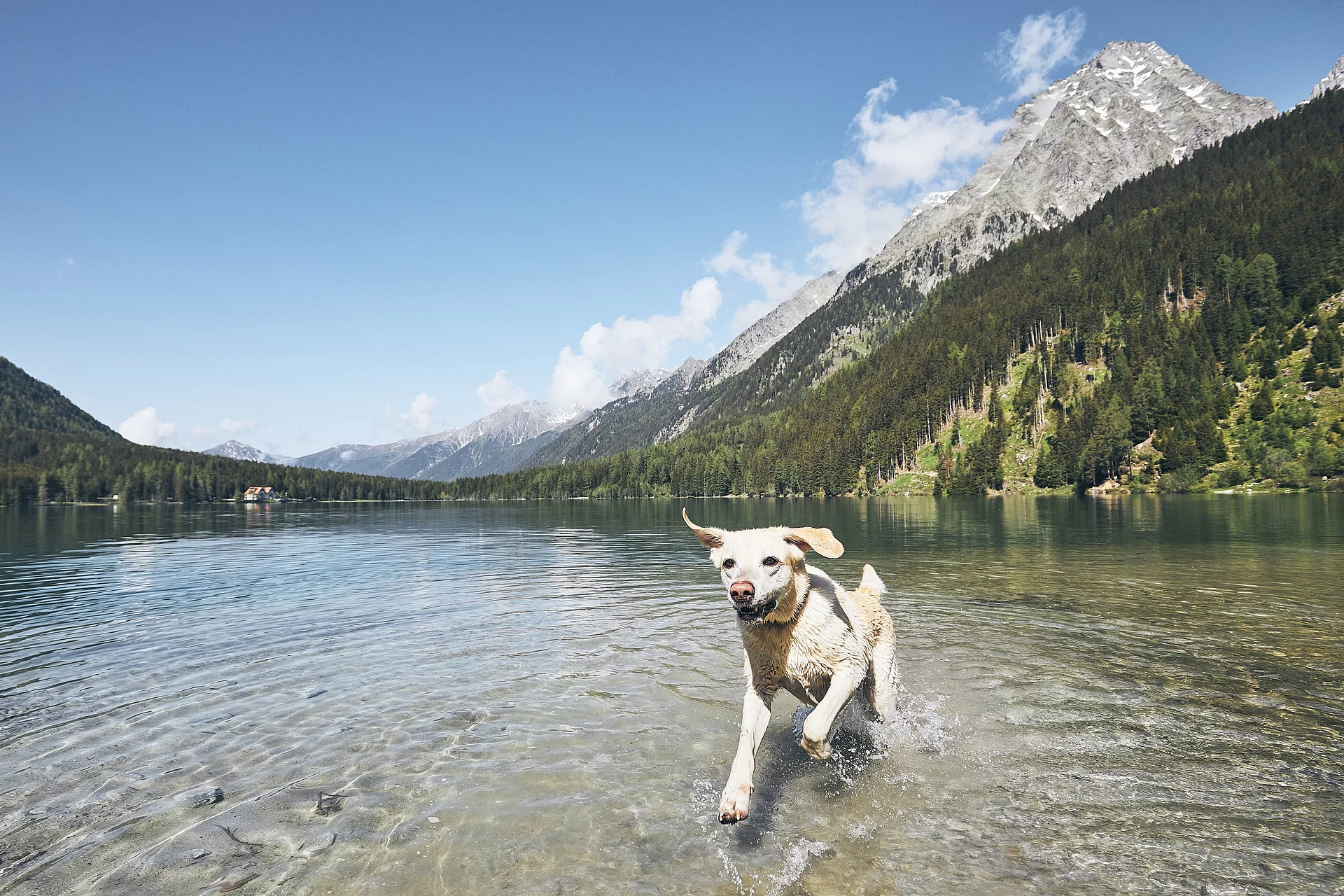 Ein blonder Labrador Retriever springt fröhlich durch einen See in den italienischen Alpen. Im Hintergrund sind die Berge zu sehen.