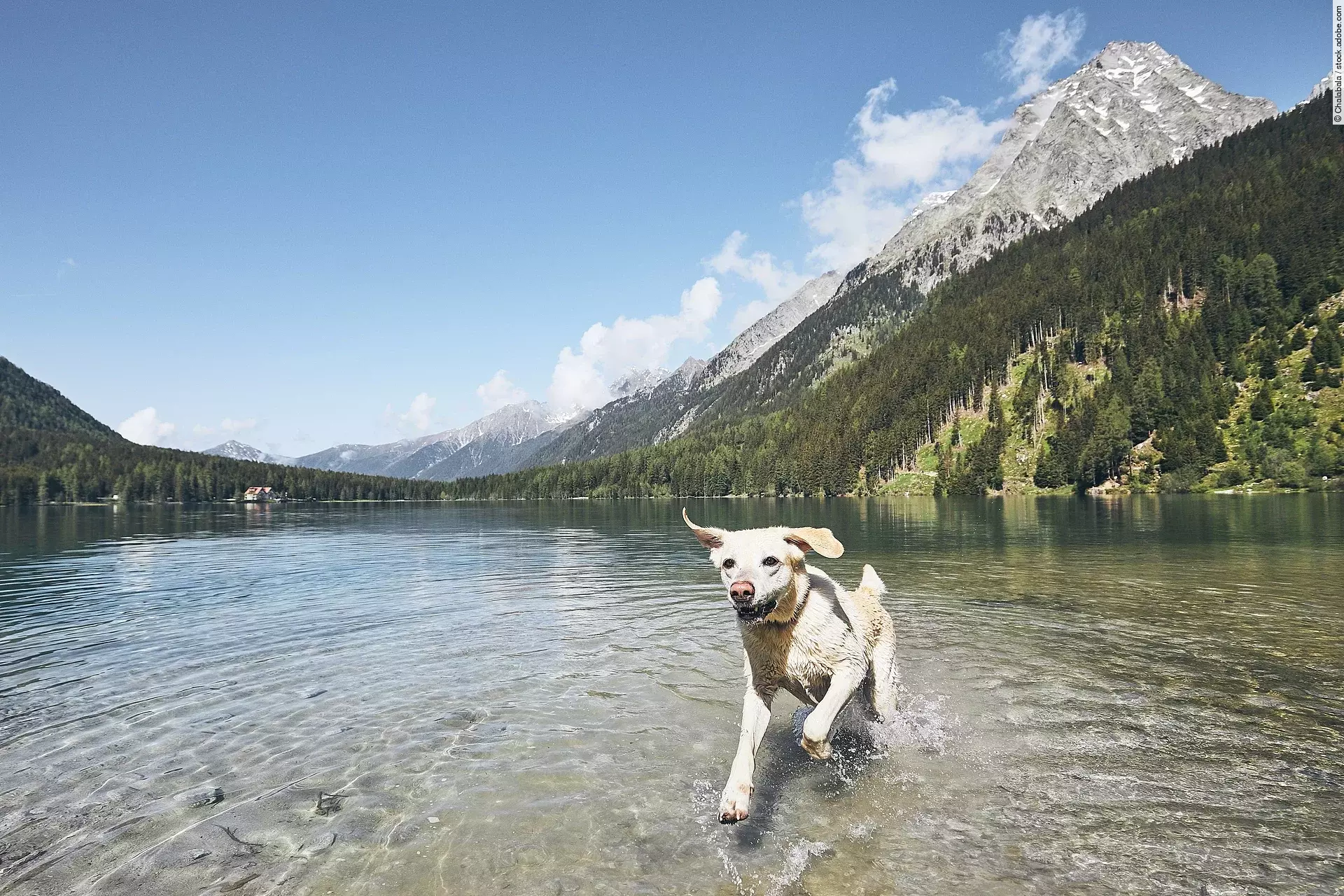 Ein blonder Labrador Retriever springt fröhlich durch einen See in den italienischen Alpen. Im Hintergrund sind die Berge zu sehen.
