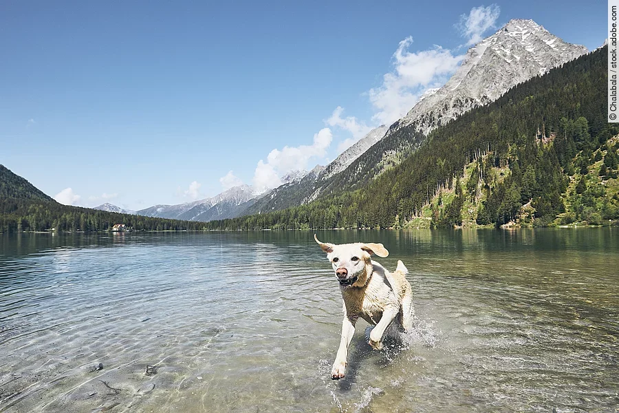 Ein blonder Labrador Retriever springt fröhlich durch einen See in den italienischen Alpen. Im Hintergrund sind die Berge zu sehen.