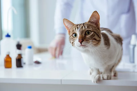 Eine Katze sitzt auf dem Behandlungstisch in einer Tierarztpraxis.