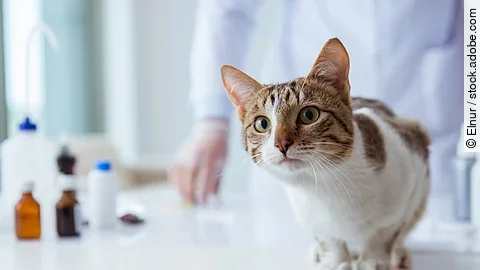 Eine Katze sitzt auf dem Behandlungstisch in einer Tierarztpraxis.