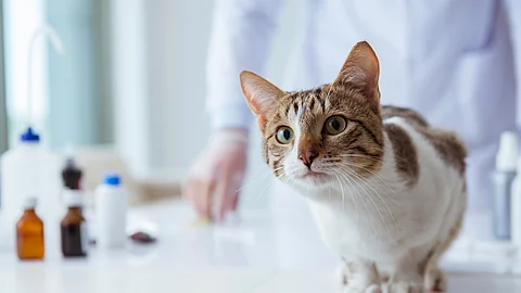 Eine Katze sitzt auf dem Behandlungstisch in einer Tierarztpraxis.