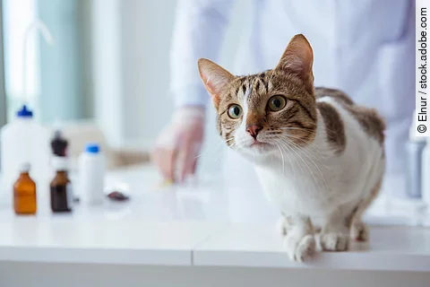 Eine Katze sitzt auf dem Behandlungstisch in einer Tierarztpraxis.