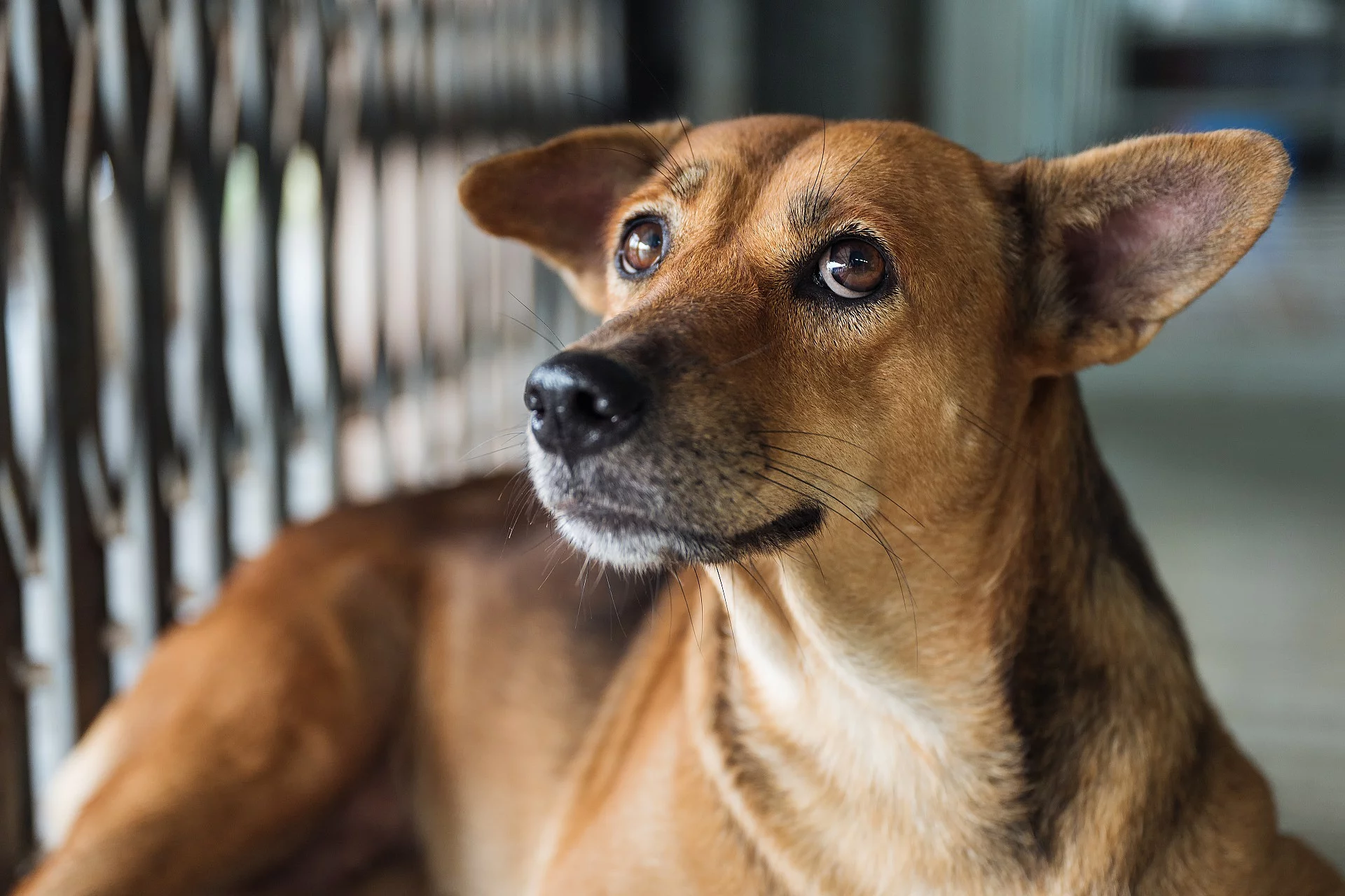 Misstrauischer Straßenhund
