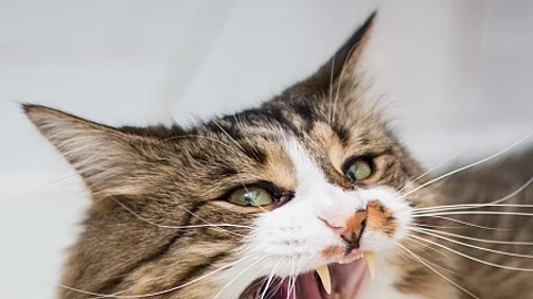 A brown, adult cat with green eyes yawns, showing its fangs. Lyi