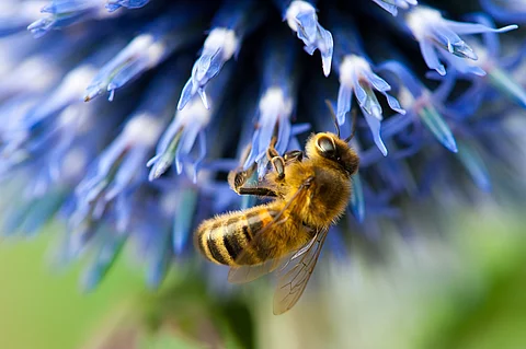 Eine Biene sitzt auf einer blauen Blüte und sammelt den Nektar aus den Blütenblättern.