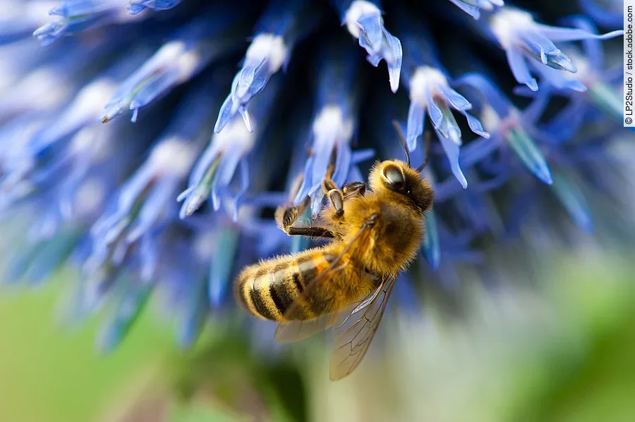 Eine Biene sitzt auf einer blauen Blüte und sammelt den Nektar aus den Blütenblättern.