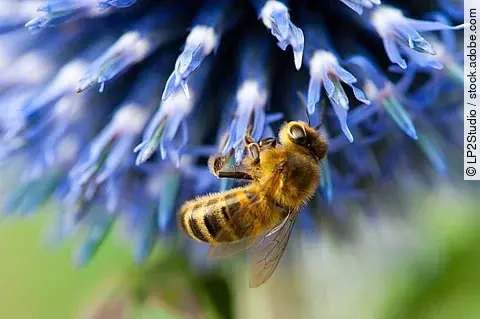 Eine Biene sitzt auf einer blauen Blüte und sammelt den Nektar aus den Blütenblättern.