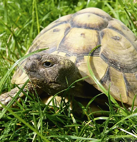 Eine griechische Landschildkröte sitzt im grünen Gras und schaut seitlich in die Kamera. Eine griechische Landschildkröte sitzt im grünen Gras und schaut seitlich in die Kamera.