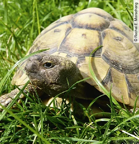 Eine griechische Landschildkröte sitzt im grünen Gras und schaut seitlich in die Kamera.