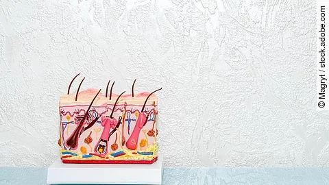 Menschliches Haut-Modell