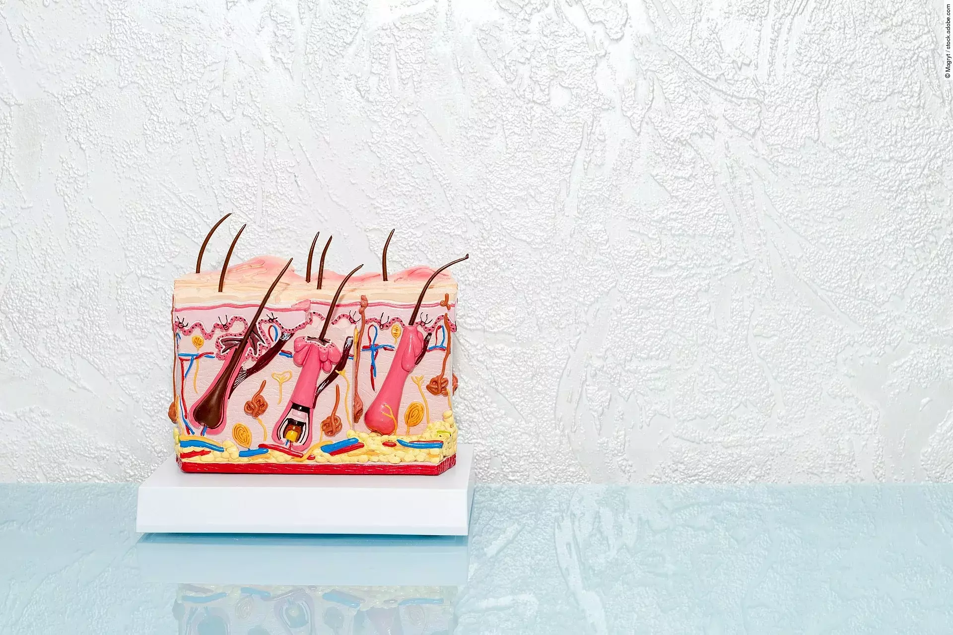 Menschliches Haut-Modell