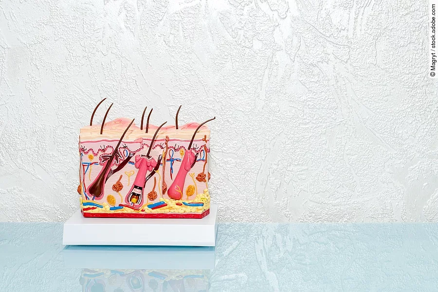 Menschliches Haut-Modell