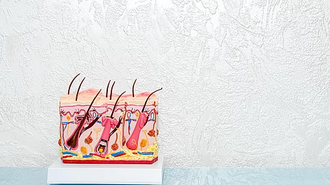 Menschliches Haut-Modell