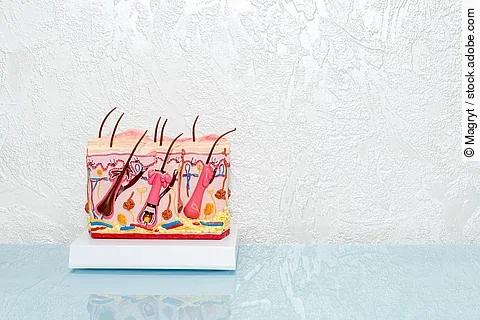 Menschliches Haut-Modell