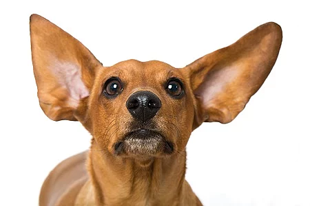 Dackel mit fliegenden Ohren