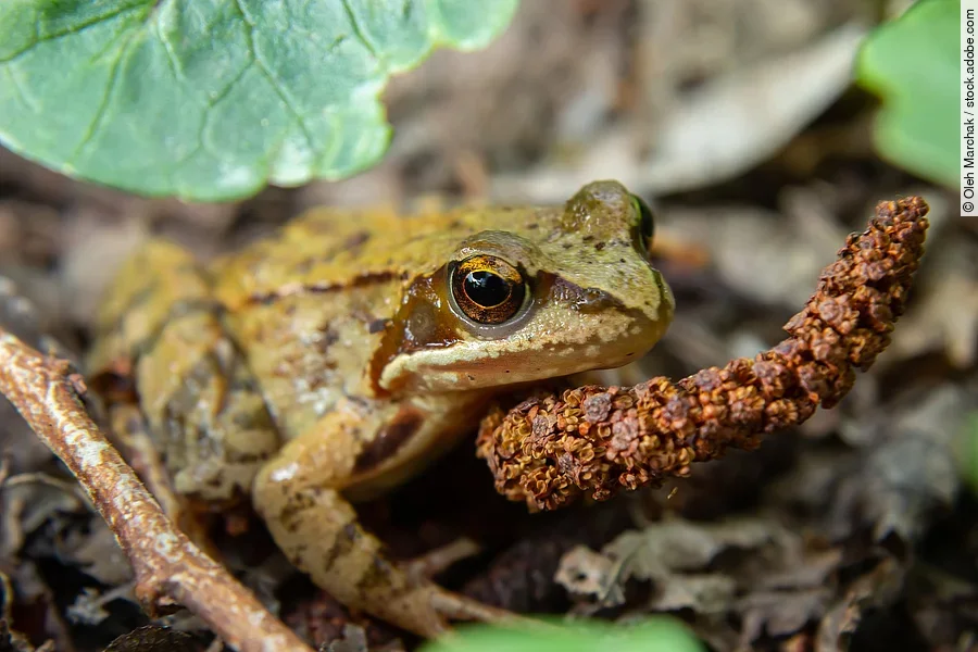 Springfrosch Springfrosch