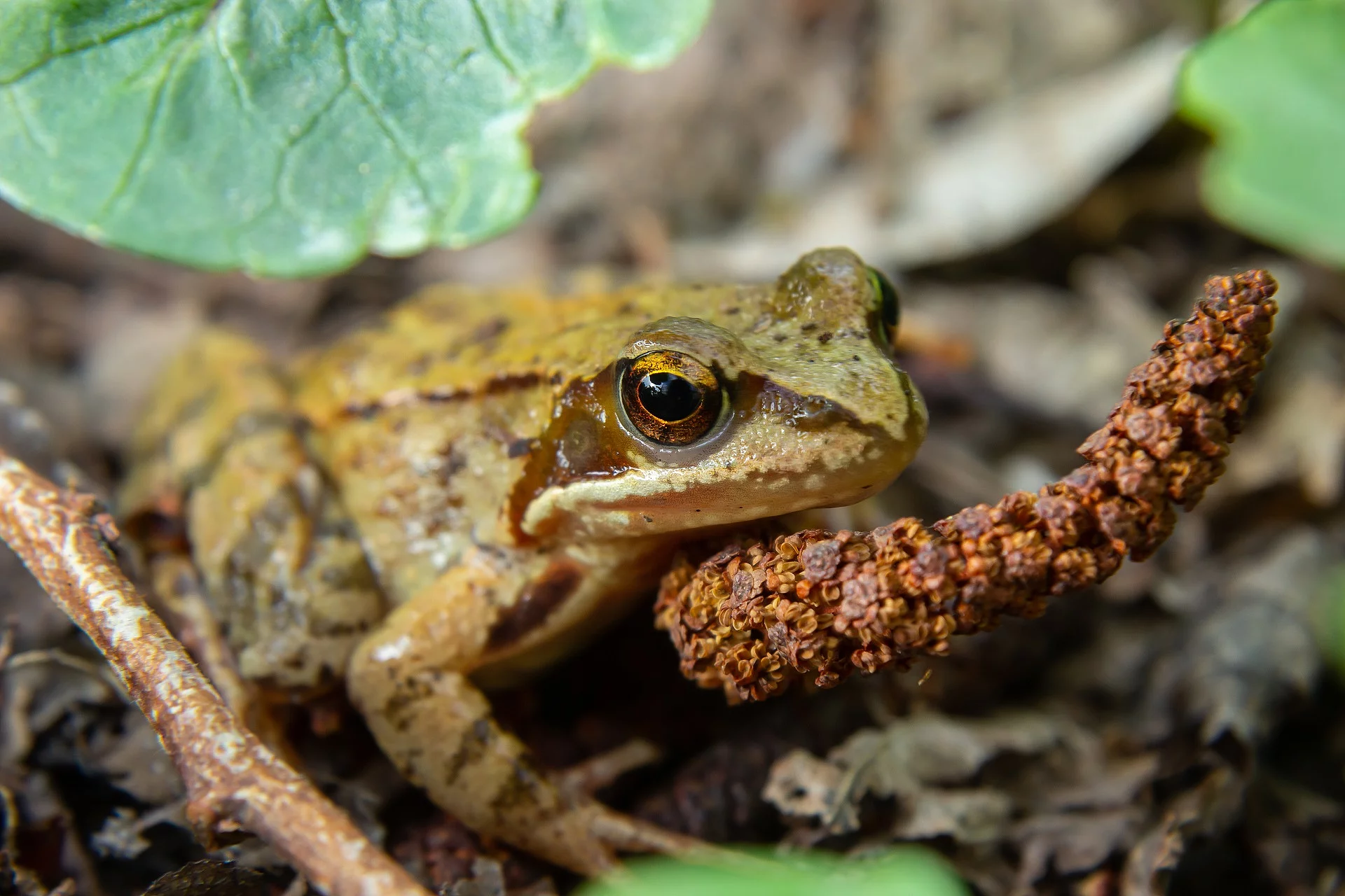 Springfrosch