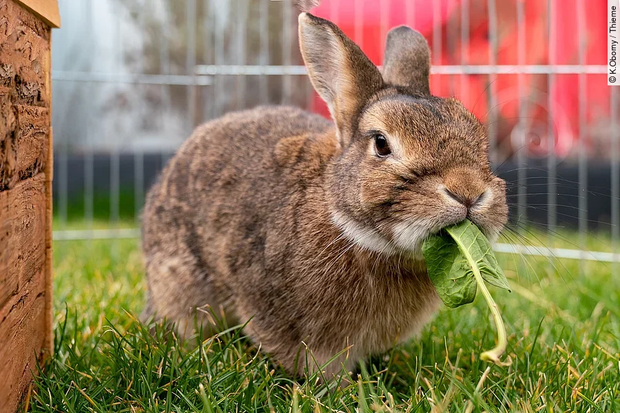 Ein Kaninchen steht auf dem Rasen in einem Außengehege. Das Kaninchen hat braunes Fell und frisst ein grünes Löwnzahnblatt.